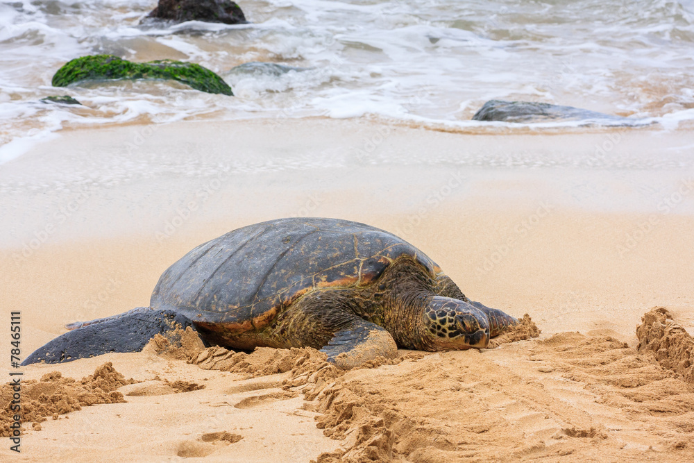 Obraz premium Green Sea Turtle
