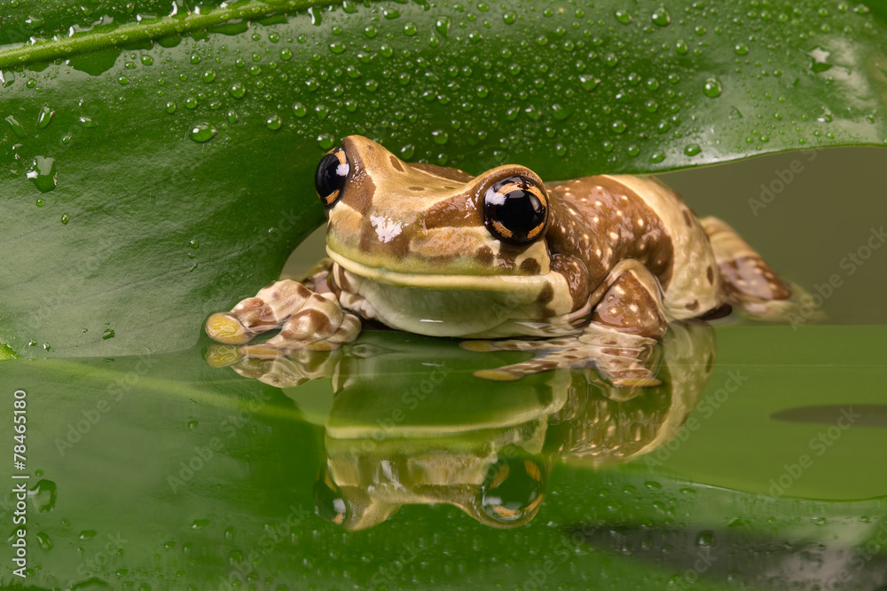 Fototapeta premium Amazon Milk Frog
