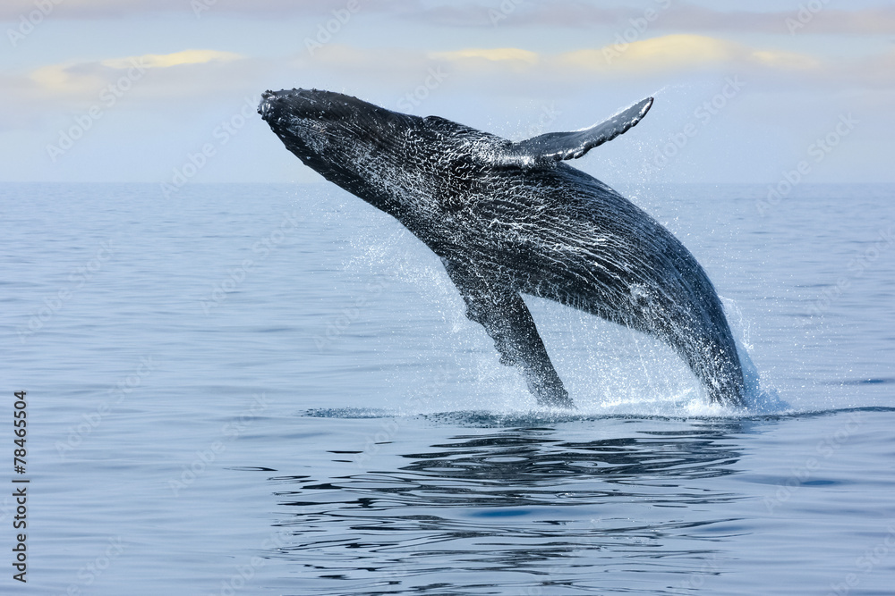 Fototapeta premium Breaching Hump Back Whale