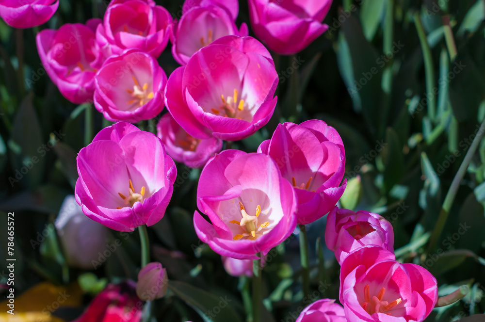 Pink tulips in garden on bokeh background. Outdoor, spring Pink tulips in garden on bokeh background. Outdoor, spring