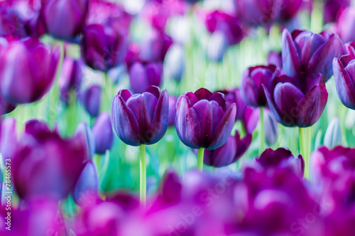 Fototapeta Naklejka Na Ścianę i Meble -  Violet tulips in garden on  bokeh background. Outdoor, spring