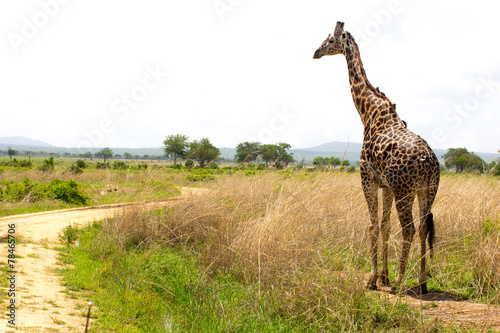 Giraffe goes near the road in african savanna