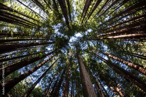 Canopy of Redwood Forest
