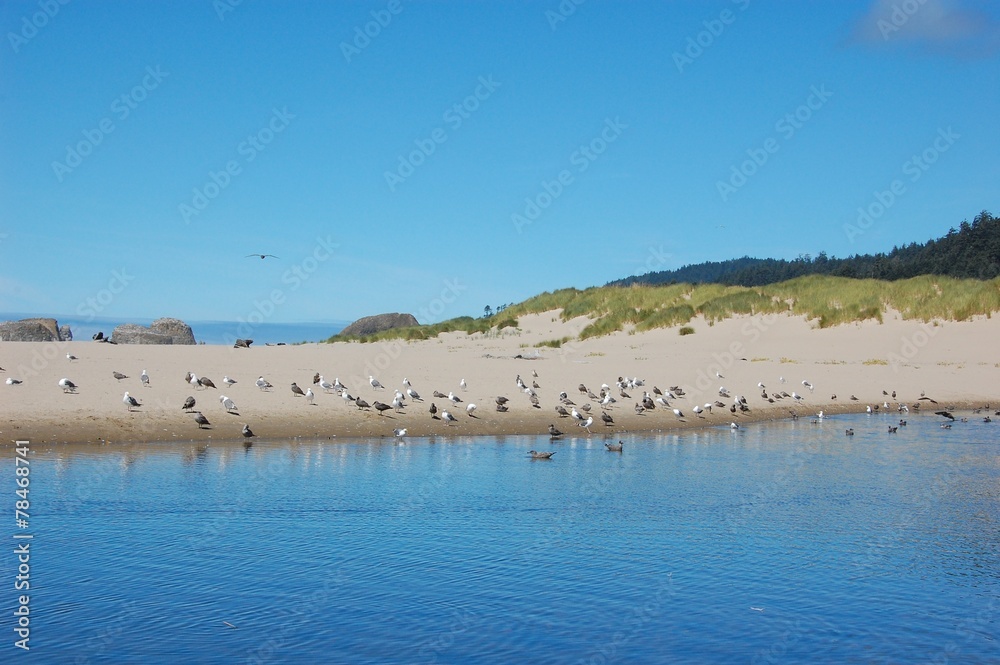 Seagulls on Cannon Beach, Oregon