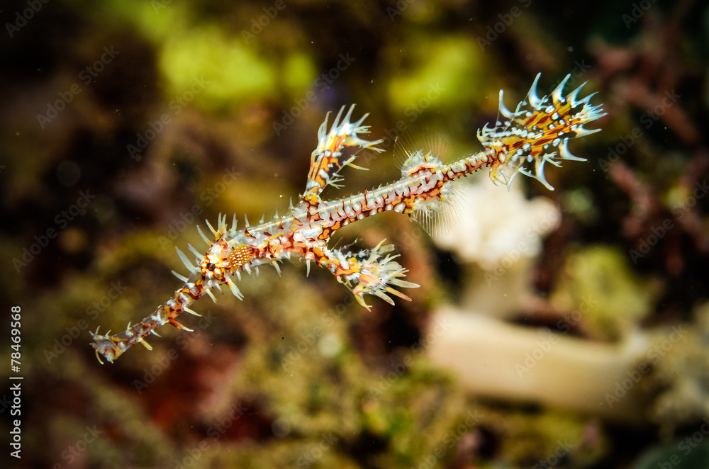 pipefish bunaken indonesia solenostomus paradoxus underwater pipefish bunaken indonesia solenostomus paradoxus underwater