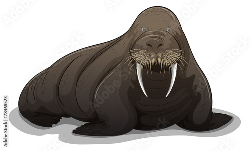 Walrus