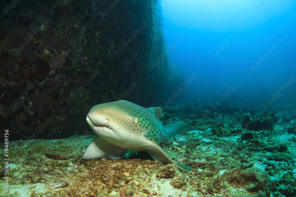 Fototapeta premium Leopard Shark (also known as Zebra Shark) (Triakis semifasciata)