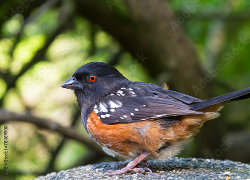 Spotted Towhees