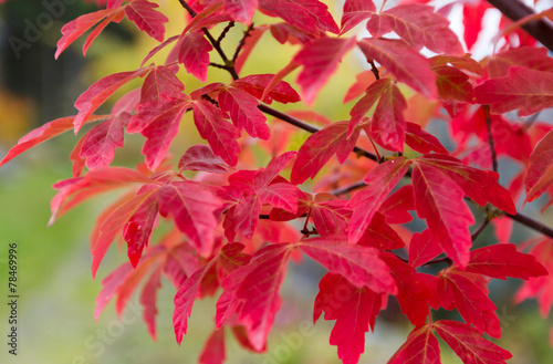 Autumn foliage