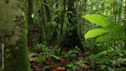 Tracking through rainforest low angle to tropical flowers photo