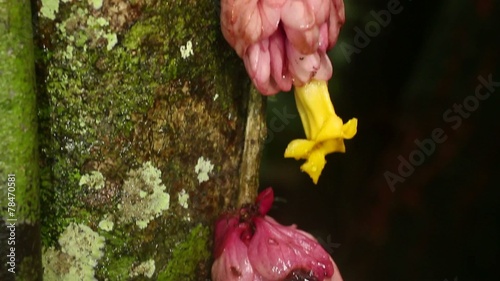 Rainforest flower Drymonia sp. (Gesneriaceae) photo