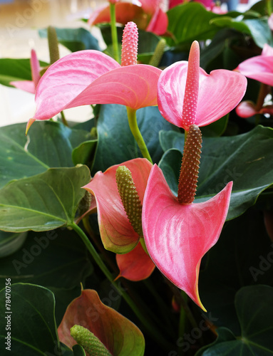 Red flamingo