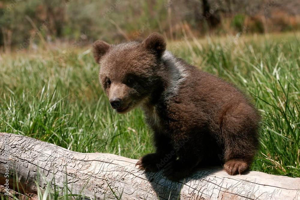 Fototapeta premium Grizzly bear cub sitting on the log
