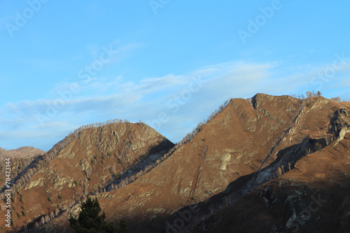 Mountain Camel. Altai