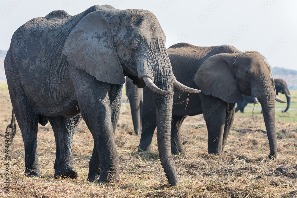 Fototapeta premium Elephants feeding in Chobe national Park, Botswanna