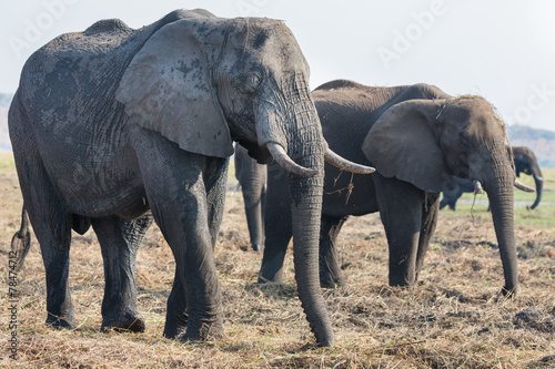 Elephants feeding in Chobe national Park  Botswanna