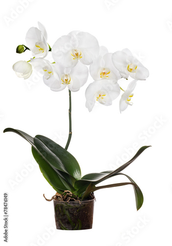 Fototapeta Naklejka Na Ścianę i Meble -  orchid with large white blooms in pot