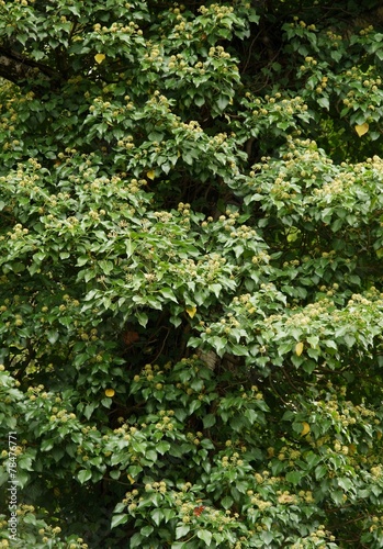 Hedera Helix plant on tree
