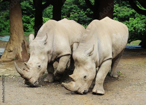 a pair of big rhinoceros photo