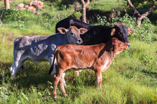 Cow Calf's Animals