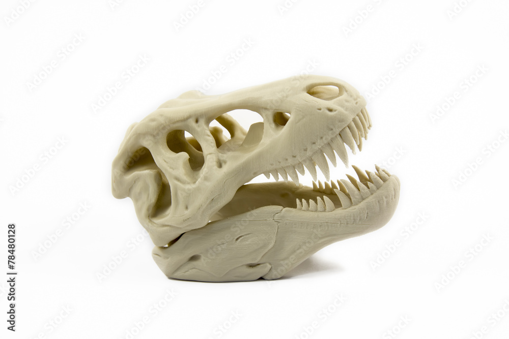 3D Printed Model Of A Dinosaur Skull Stock Photo | Adobe Stock