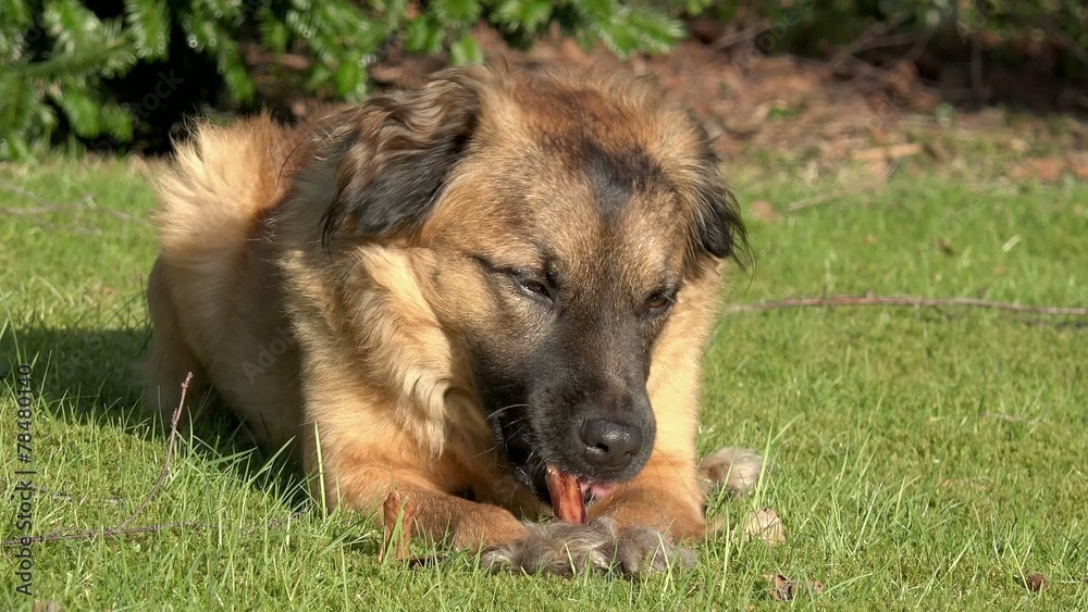 HUnd mit Kauknochen HUnd mit Kauknochen