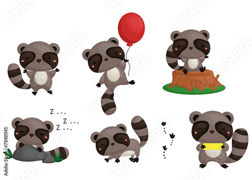 raccoon vector set