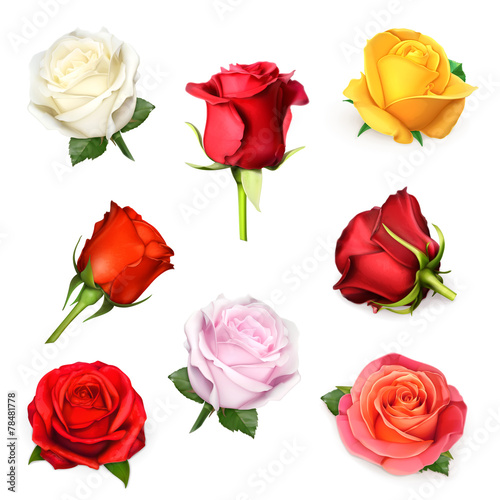 Roses, vector set