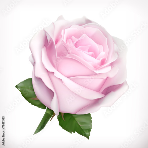 Pink rose vector illustration