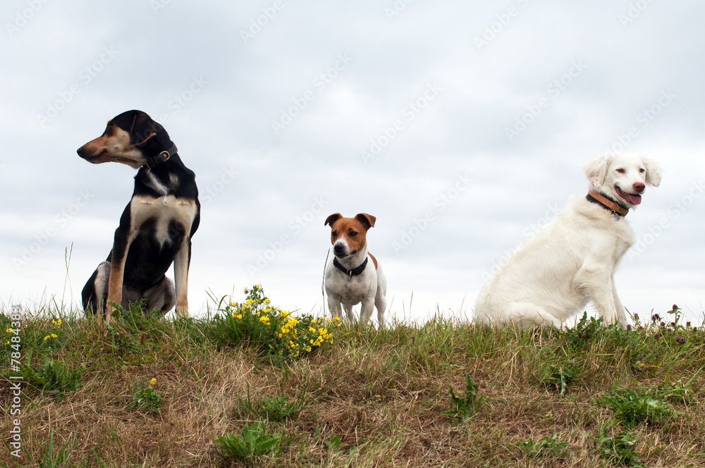 drei Hunde Stock Photo | Adobe Stock