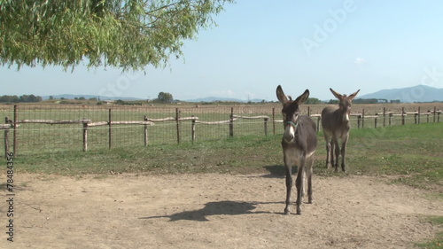 Couple of donkeys in their fence