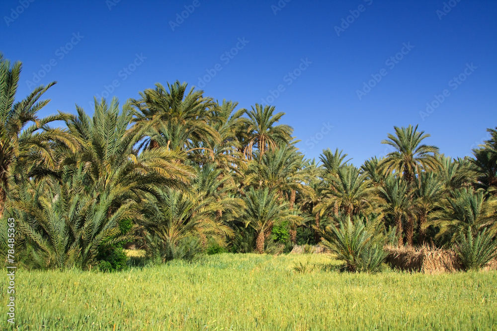 palm grove