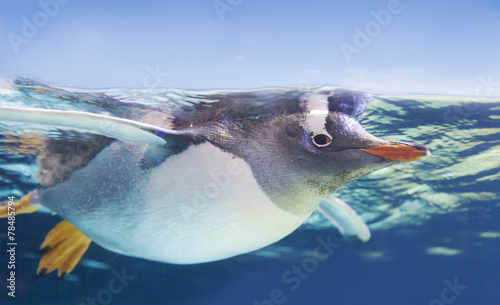 Gentoo penguin swimming underwater
