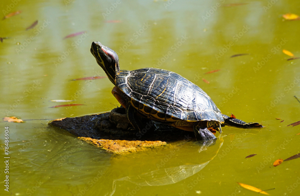 Turtle stands on a rock in the middle of the lake Turtle stands on a rock in the middle of the lake