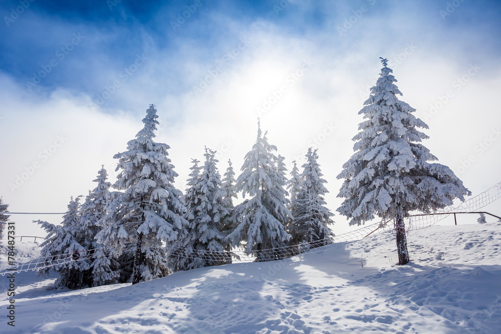 Pine trees covered in snow