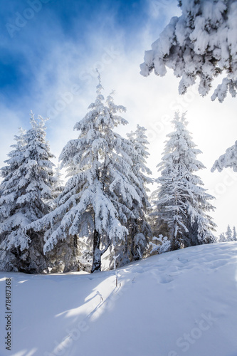 Pine trees covered in snow