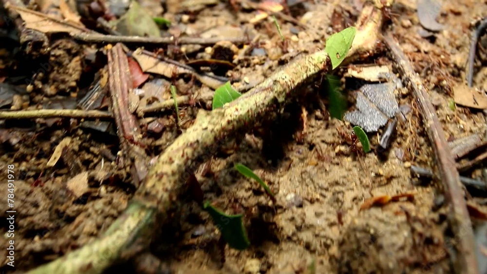 Tracking along a column of leaf cutter ants (Atta sp.) Tracking along a column of leaf cutter ants (Atta sp.)