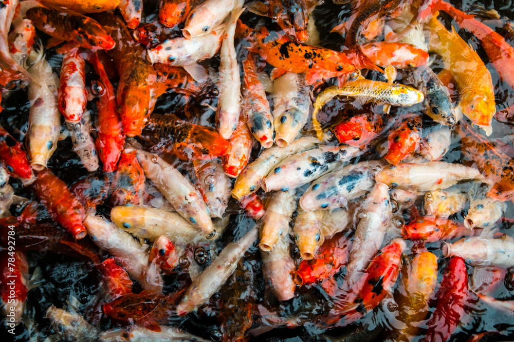 Carps in river Carps in river