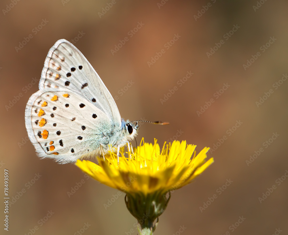 Fototapeta premium Kelebek