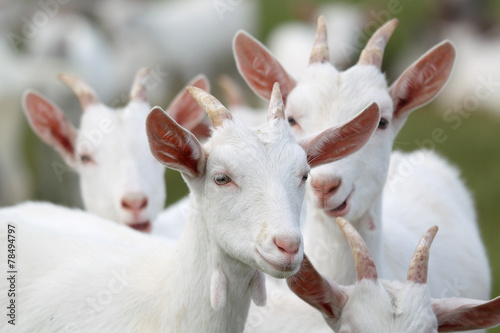 group of white goats