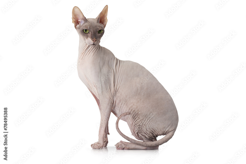 Sphinx cat in front of white background
