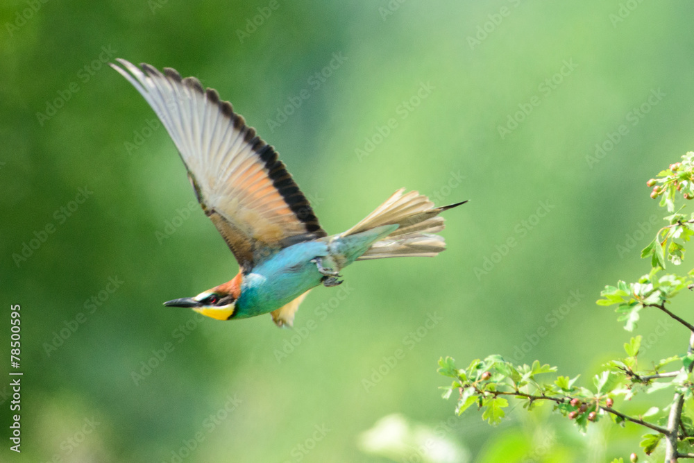 Fototapeta premium gruccione in volo 8