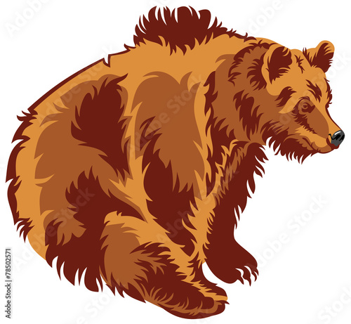 Brown bear isolated of a white background