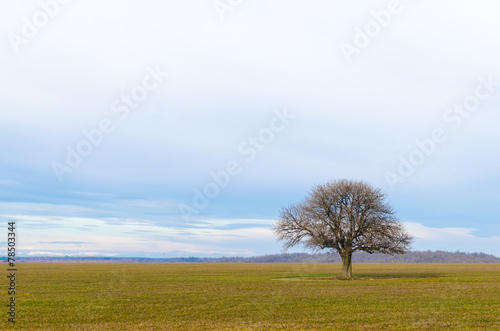 Lone tree on a crop field. Beautiful countryside landscape