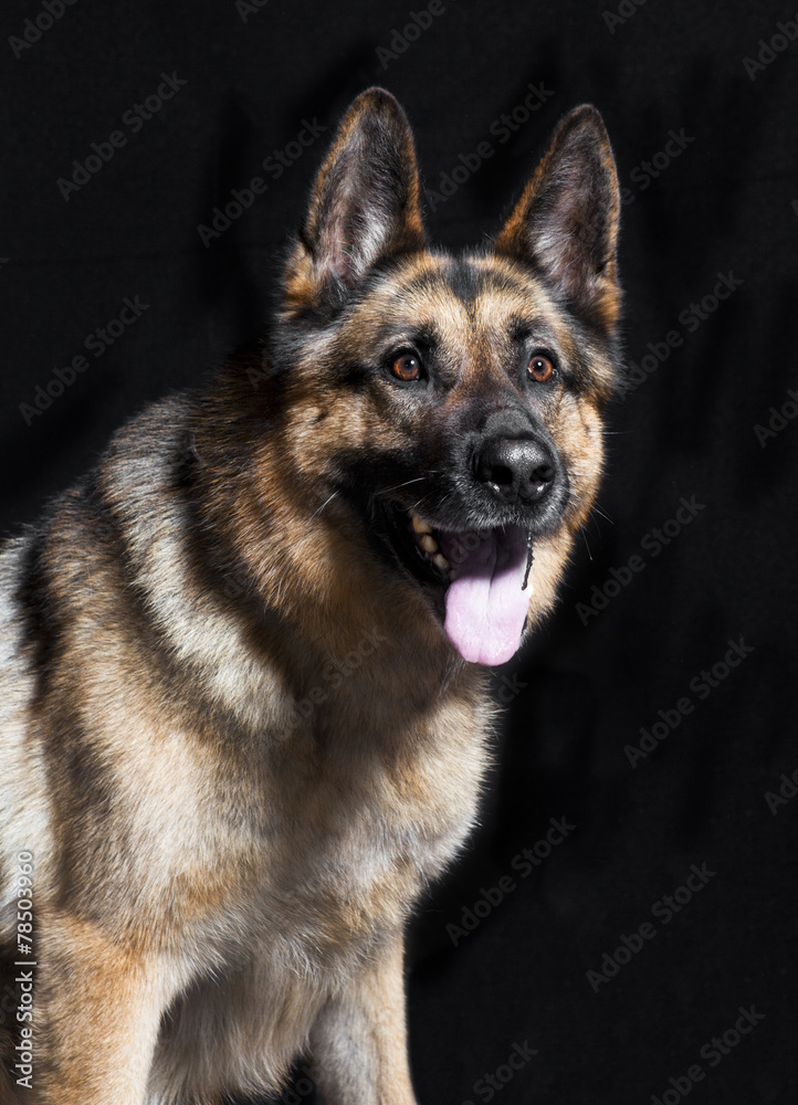 Schaeferhund portrait