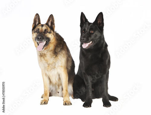 zwei Schaeferhunde