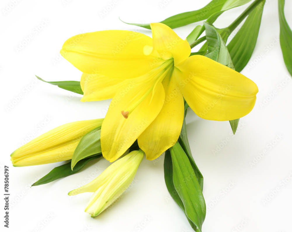 Obraz premium 百合