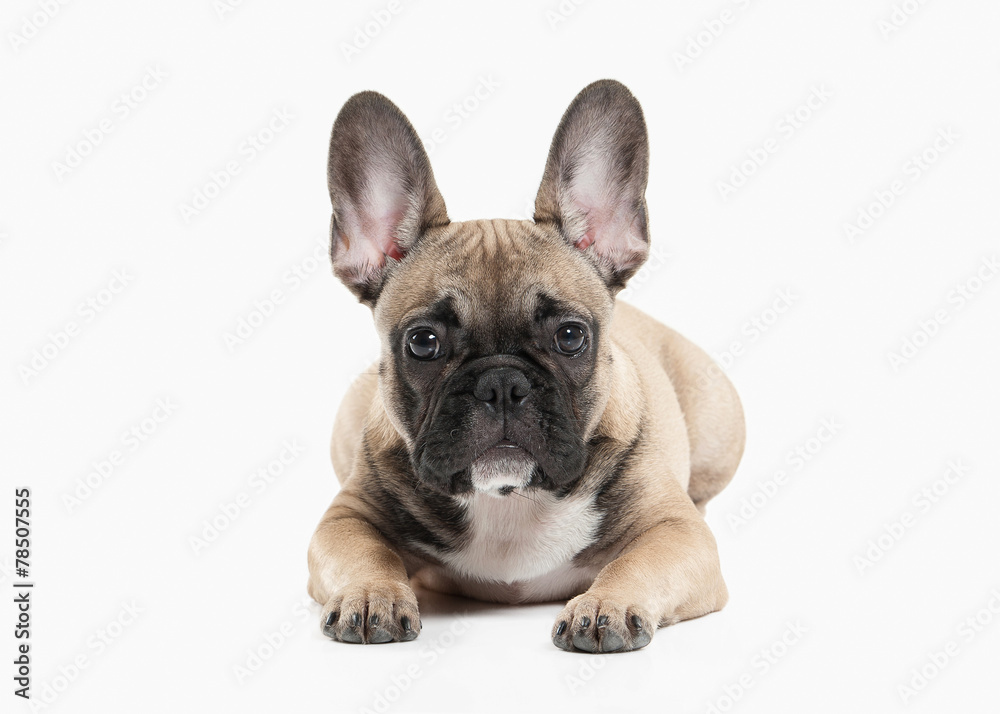 Dog. French bulldog puppy on white background
