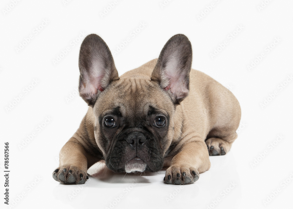 Obraz premium Dog. French bulldog puppy on white background