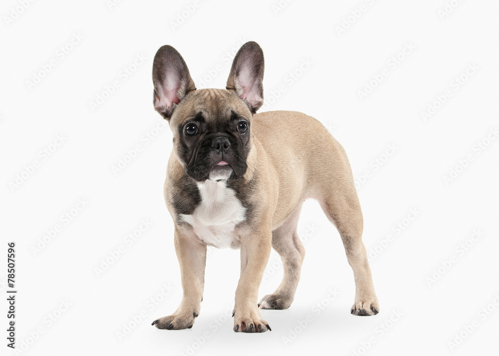 Dog. French bulldog puppy on white background